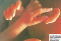 На 21-й неделе руки и пальцы малыша уже полностью сформированы