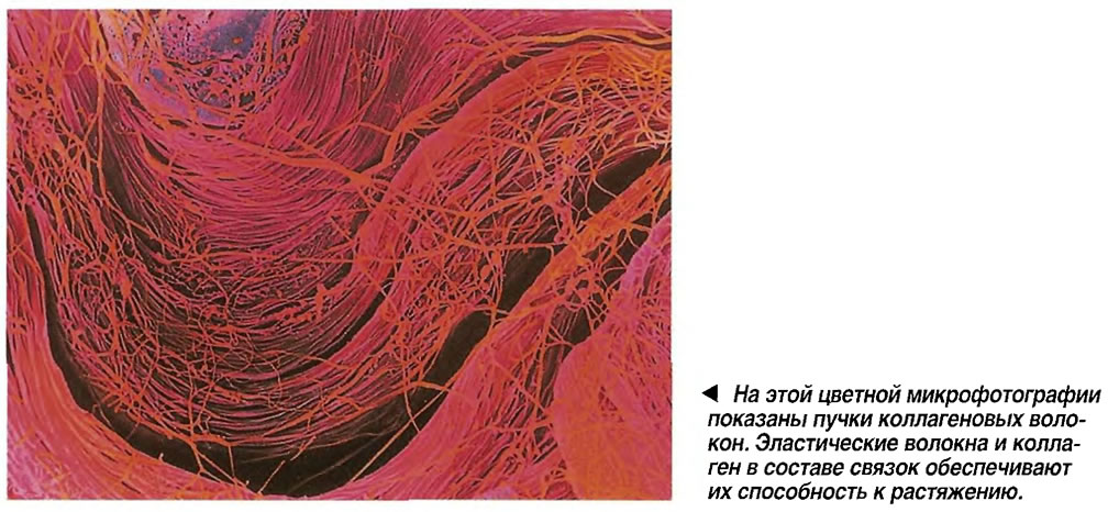 На этой цветной микрофотографии показаны пучки коллагеновых волокон