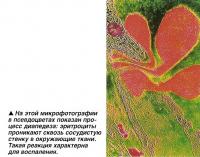 На этой микрофотографии в псевдоцветах показан процесс диапедеза