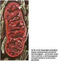 На этой микрофотографии видна окрашенная розовым митохондрия