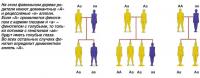 На фамильном дереве родители имеют доминантные «А» и рецессивные «а» аллели