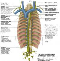 На иллюстрации изображены лимфатические сосуды и узлы грудной клетки