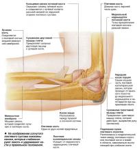На изображении согнутого локтевого сустава показаны связки
