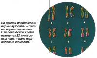 На изображении видны аутосомы - группы парных хромосом
