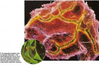 На микрофотографии справа показан гепатоцит - специализированная клетка печени