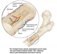 На поперечном срезе здоровой кости показан костномозговой канал
