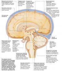 На разрезе мозга и ствола мозга показана схема циркуляции СМЖ