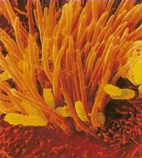 На снимке — Bordetella pertussis (коклюш). Для лечения используют эритромицин