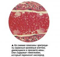 На снимке показаны эритроциты, движущиеся в просвете вены