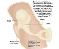 Наковальня - средняя кость из трех косточек внутреннего уха