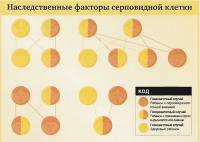 Наследственные факторы серповидной клетки