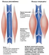 Насос скелетной мышцы обеспечивает передвижение крови через вены обратно в сердце