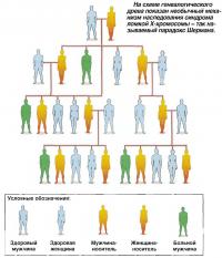 Необычный механизм наследования синдрома ломкой Х-хромосомы