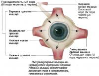 Нервы и мышцы обеспечивают движение глаза в направлениях, показанных стрелками