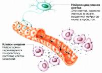 Нейрогормоны выделяются нейроэндокринными клетками и переносятся кровотоком к клеткам-мишеням