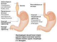 Нисходящие мышечные сокращения проталкивают болюс вдоль пищевода и в желудок
