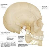 Нижнечелюстной нерв иннервирует жевательные мышцы