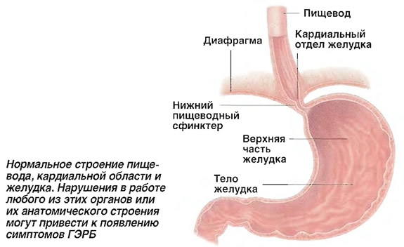Спазмы кардии. Пищевод сфинктер желудок строение. Кардиальный сфинктер пищевода. Кардиальный сфинктер желудка. Кардиальный отделы пищевода анатомия.