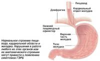 Нормальное строение пищевода, кардиальной области и желудка