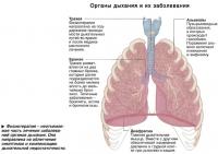 Органы дыхания и их заболевания