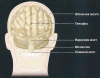 Основные части мозга (вид с затылка)