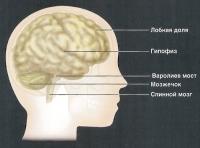 Основные части мозга
