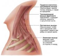 Основные мышцы, обеспечивающие удержание и сгибание головы и шеи