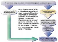 Отсутствие пищи приводит к понижению уровня глюкозы в крови