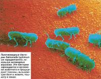 Палочковидные бактерии Salmonella typhimurium