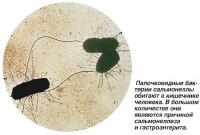 Палочковидные бактерии сальмонеллы обитают в кишечнике человека