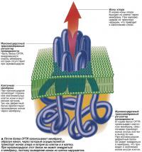 Петли белка CFTR пронизывают мембрану, образуя канал, через который осуществляется транспорт ионов
