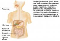 Пищеварительный тракт, который еще называют желудочно-кишечным трактом