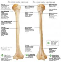 Плечевая кость