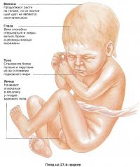Плод на 27-й неделе