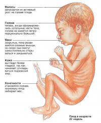Плод в возрасте 22 недель