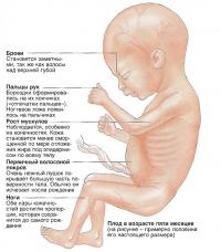 Плод в возрасте пяти месяцев