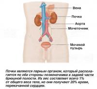 Почки являются парным органом