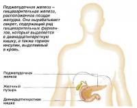 Поджелудочная железа - пищеварительная железа, расположенная позади желудка