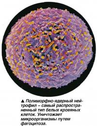 Полиморфно-ядерный ней-трофил - самый распространенный тип белых кровяных клеток