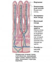 Поперечное сечение слизистой оболочки, проходящее через стенку тонкого кишечника