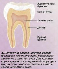 Поперечнй разрез нижнего молара (большого коренного зуба)