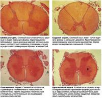 Поперечный срез спинного мозга