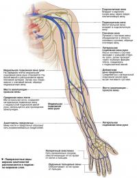 Поверхностные вены верхних конечностей располагаются в подкожно-жировом слое