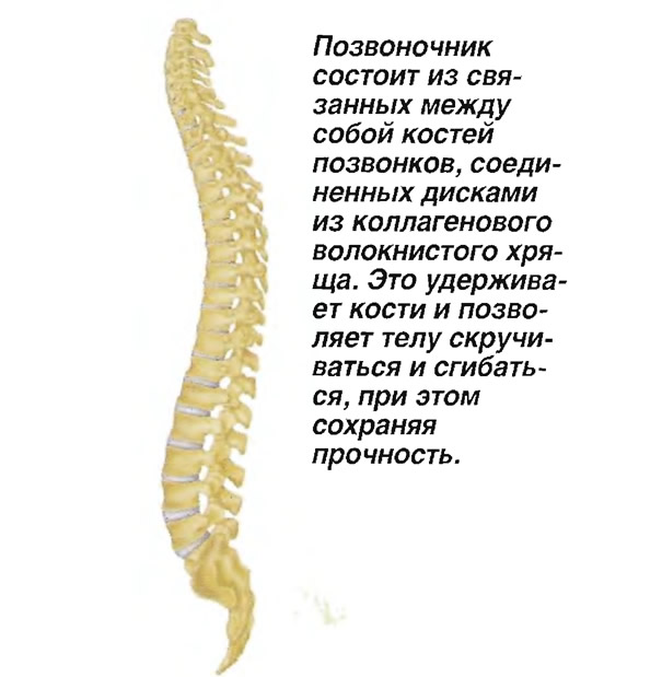 Позвоночник состоит из связанных между собой костей позвонков
