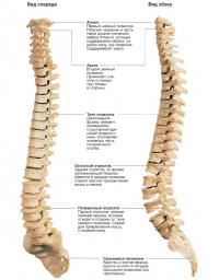 Позвоночный столб