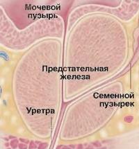 Предстательная железа выделяет секрет — составную часть спермы