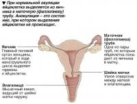 При нормальной овуляции яйцеклетка выделяется из яичника в маточную (фаллопиеву) трубу