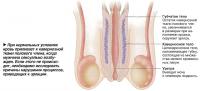 При нормальных условиях кровь приливает к кавернозной ткани полового члена
