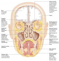 Придаточные пазухи носа