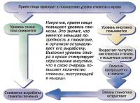 Прием пищи приводит к повышению уровня глюкозы в крови